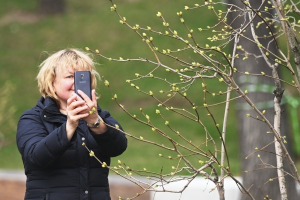 Вильфанд: листья на деревьях в Москве появились на 10 дней раньше