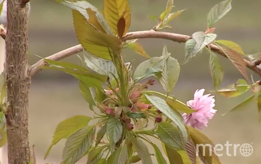 На Аллее сакуры в Пионерском парке появились новые саженцы японской вишни